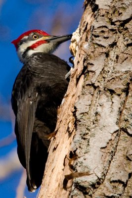 Wildlife birds at Presqu'ile Park