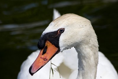 Swans on West Lake