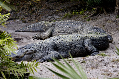 Wildlife at Busch Gardens