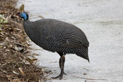 IMG_0995.jpg