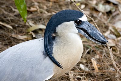 IMG_1004.jpg