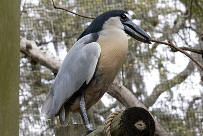 IMG_1010.jpg