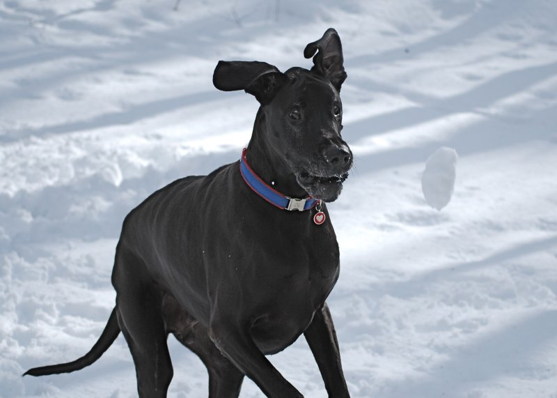 Catch That Snowball Brodie