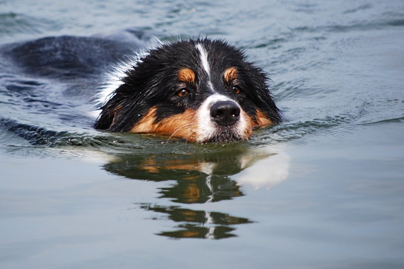 Is That an Otter or a Dog?