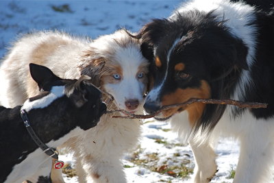 Tug a Stick