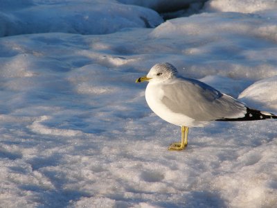 Chilly Seagull