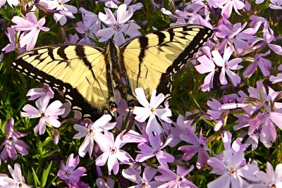 Butterfly in the Flowers