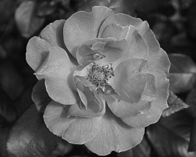 Old World Rose