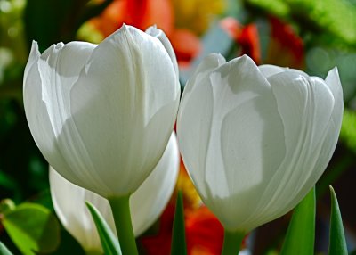 Two Tulips