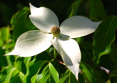 First Dogwood Bloom