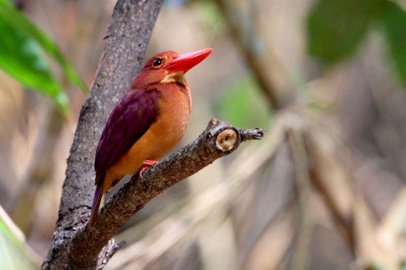 Ruddy Kingfisher