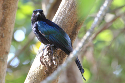 Spangled Drongo