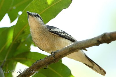 Pied Triller