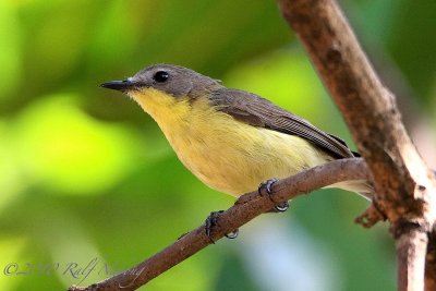 Golden-bellied Flyeater
