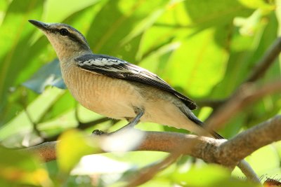 Pied Triller