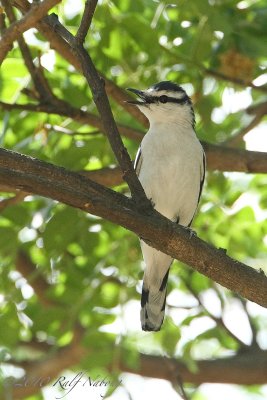 Pied Triller