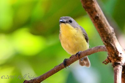 Golden-bellied Flyeater