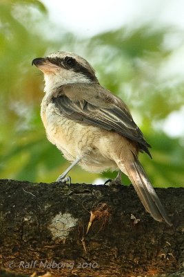 Btown Shrike