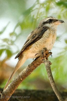 Brown Shrike