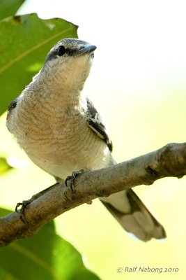 Pied Triller