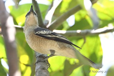 Pied Triller