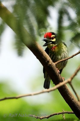 Coppersmith Barbet