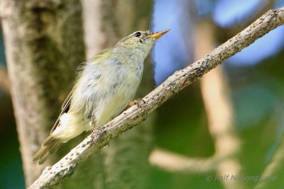 Arctic Warbler