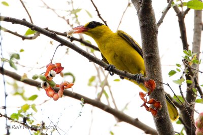 Black-naped Oreole