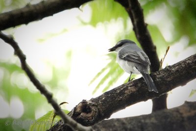 Ashy Minivet