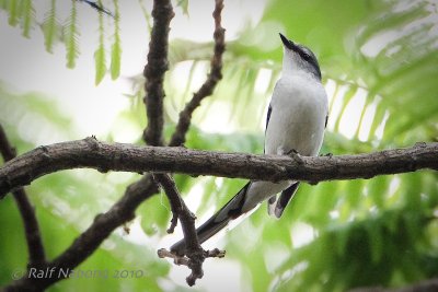 Ashy Minivet