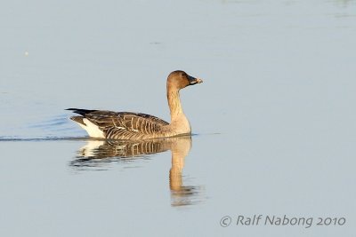 Bean Goose