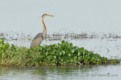 Purple Heron