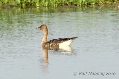 Bean Goose