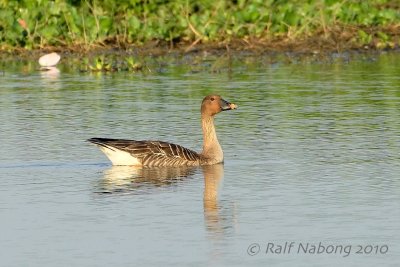 Bean Goose
