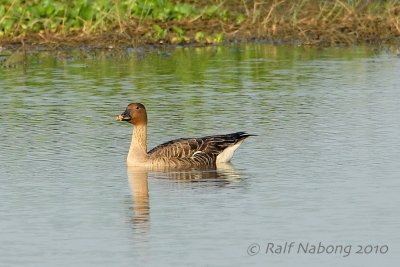 Bean Goose