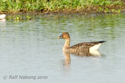 Bean Goose