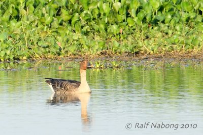 Bean Goose
