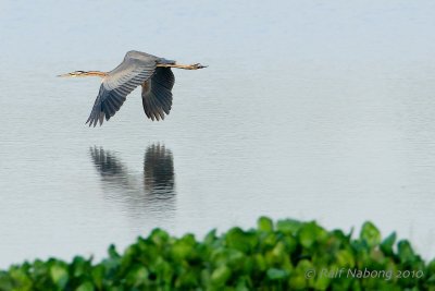 Purple Heron
