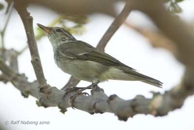 Arctic Warbler
