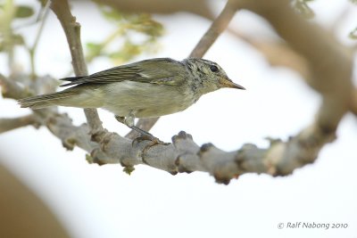 Arctic Warbler