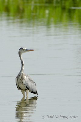 Grey Heron