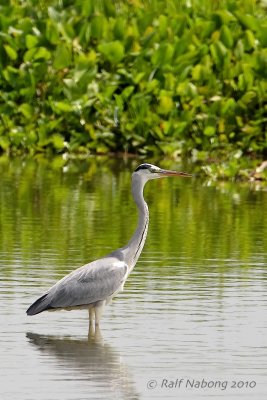 Grey Heron
