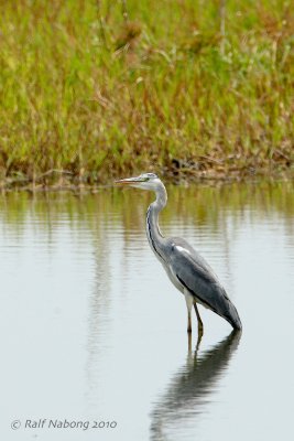 Grey Heron
