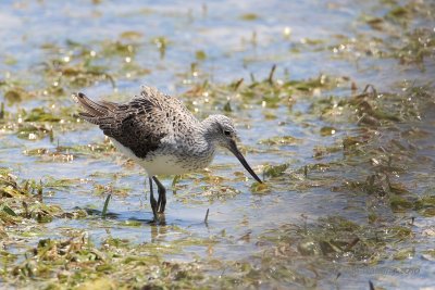 Wood Sandpiper