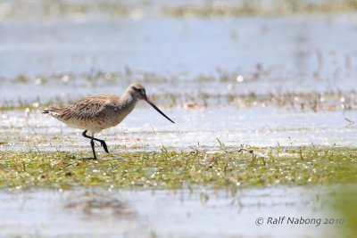 Bar-tailed Godwit