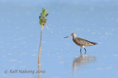 Bar-tailed Godwit
