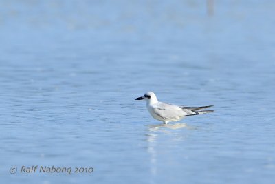 Gull-billed Tern (Gelochelidon nilotica)