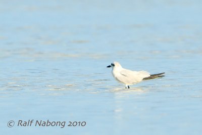Gull-billed Tern (Gelochelidon nilotica)