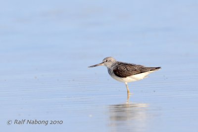 Wood Sandpiper