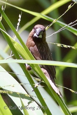 White-bellied Munia